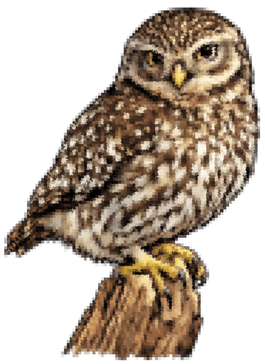Steinkauz — Little Owl